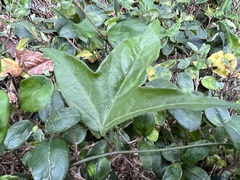 Passiflora suberosa