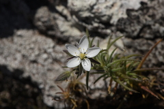 Spergularia rupestris