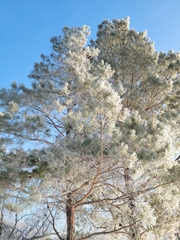 Pinus sylvestris