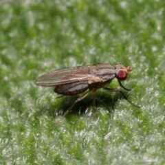 Trixoscelis