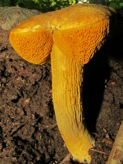 Aureoboletus auriflammeus