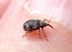 Anthonomus conspersus