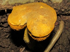 Aureoboletus auriflammeus