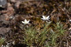 Spergularia rupestris