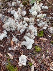 Cladonia evansii