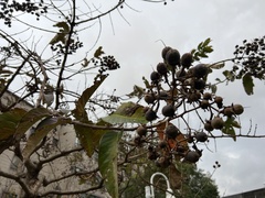 Lagerstroemia indica