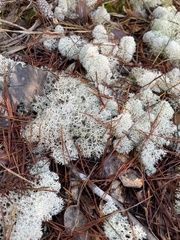 Cladonia evansii
