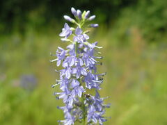 Veronica spuria