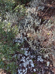 Cladonia evansii