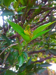 Chlorocoris distinctus