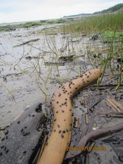 Potamopyrgus estuarinus