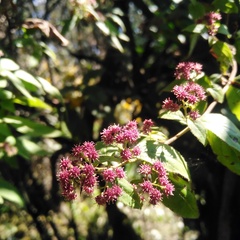 Archibaccharis hirtella