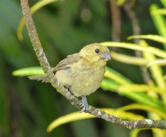 Sporophila