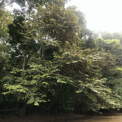 Chrysophyllum cainito