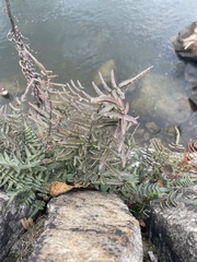 Pellaea atropurpurea