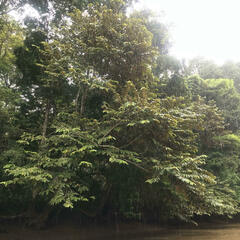 Chrysophyllum cainito