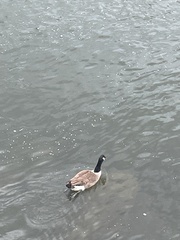 Branta canadensis
