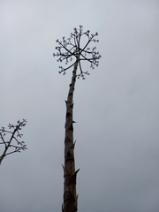 Agave americana