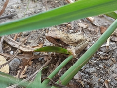 Boana pulchella