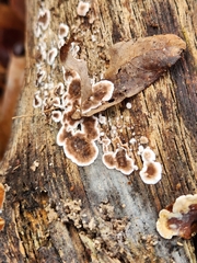 Peniophora albobadia