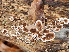 Peniophora albobadia