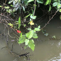 Malvaviscus penduliflorus