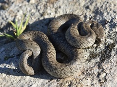 Macroprotodon brevis