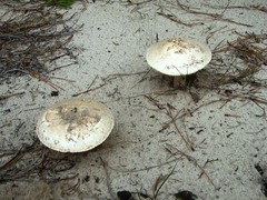 Amanita mutabilis