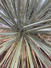 Yucca angustissima