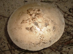 Amanita mutabilis