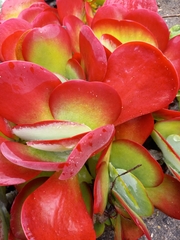 Kalanchoe luciae
