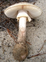 Amanita mutabilis