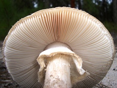 Amanita mutabilis