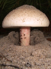Amanita mutabilis
