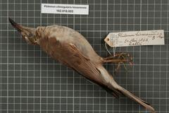 Gray Friarbird photo 2