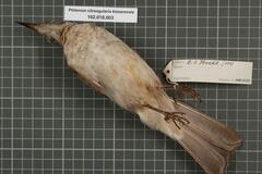 Gray Friarbird photo 3