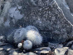 Epithelantha unguispina