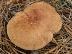 Phylloporopsis boletinoides