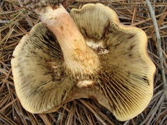 Phylloporopsis boletinoides