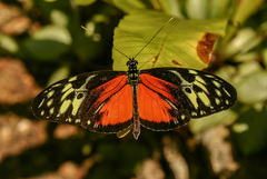 Heliconius hecale zuleika