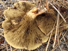 Phylloporopsis boletinoides