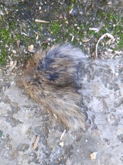 Rattus rattus