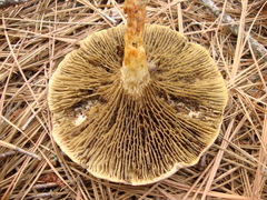 Phylloporopsis boletinoides