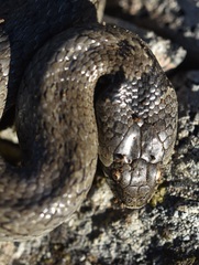Macroprotodon brevis