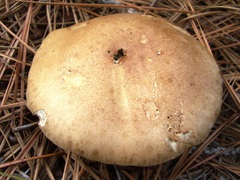 Phylloporopsis boletinoides