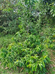 Lacistema aggregatum