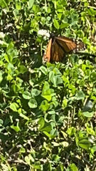 Danaus plexippus