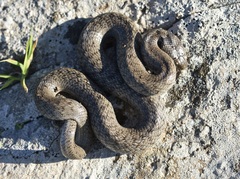 Macroprotodon brevis