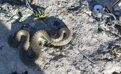 Macroprotodon brevis