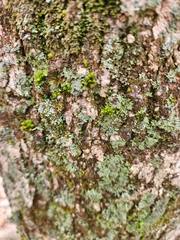 Phaeophyscia hirsuta